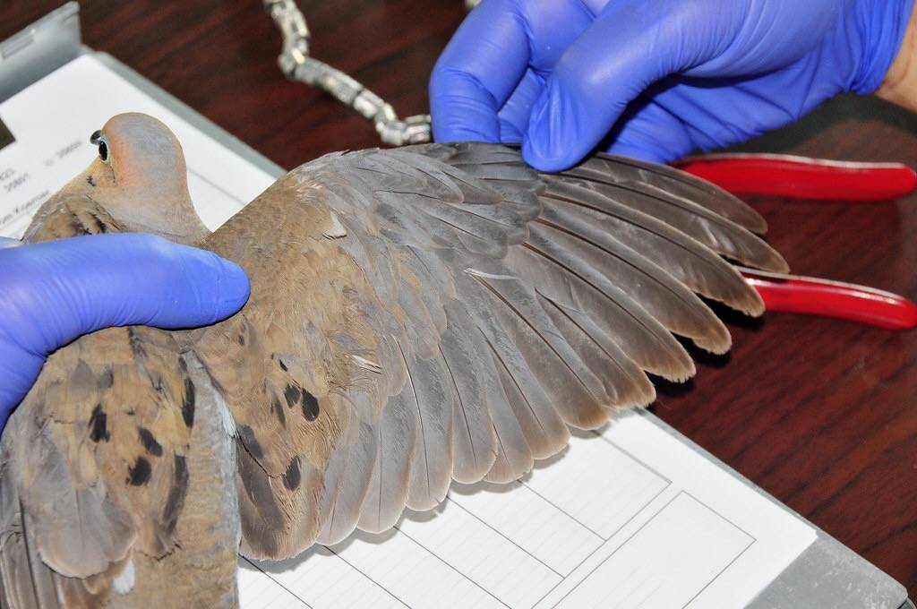 Determining Molt Sequence of Mourning Dove by Tom Koerner/USFWS Mountain Prairie is licensed under CC BY 2.0.